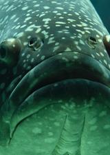 A big green fish