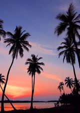 Palm trees